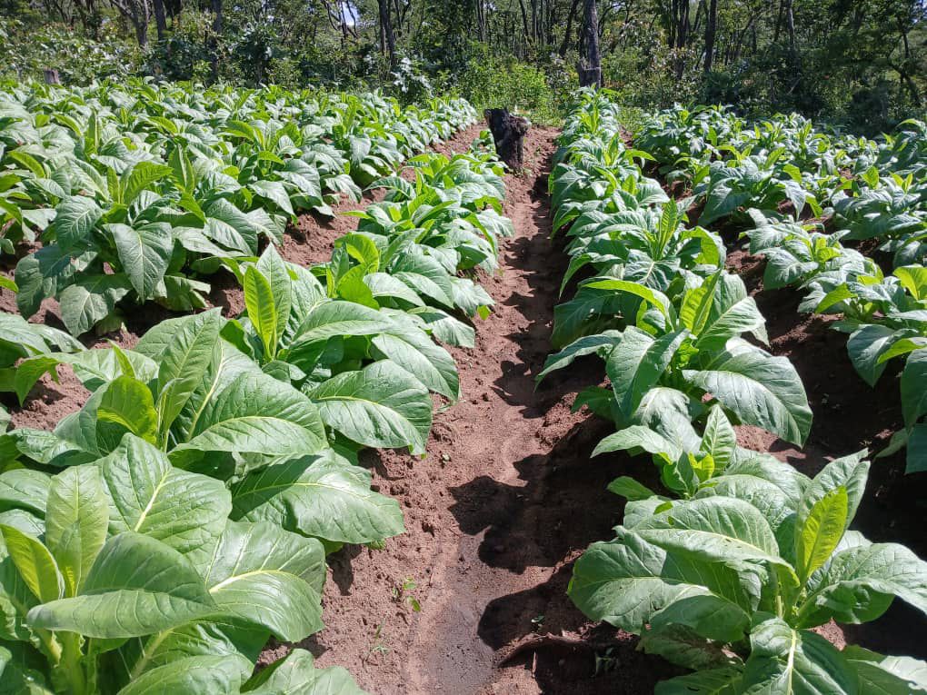 Crop Vision field technology